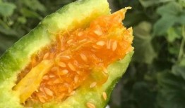 吃瓜网红高清头像图片,揭秘吃瓜网红高清头像背后的魅力