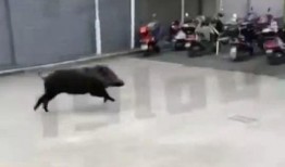 杭州大野猪爆料事件视频,神秘巨兽现身引发全民热议