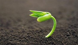 最新 植物爆料视频播放,最新爆料视频带你领略生命奇迹